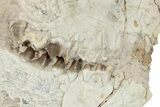 Fossil Oreodont (Merycoidodon) Partial Skull - South Dakota #285660-2